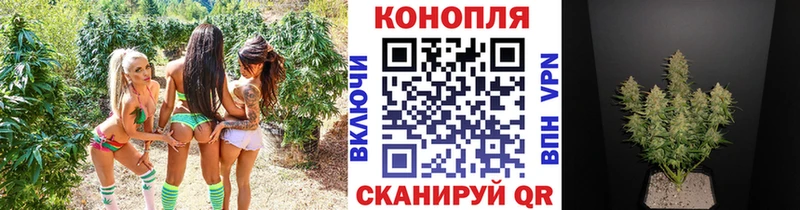 закладка  Бавлы  Бошки марихуана сатива 